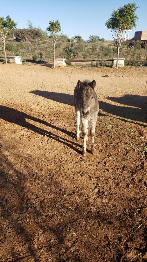 瓜达鲁佩镇 Little Nest En Rancho El Rossinyol旅馆 外观 照片